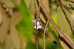 Booted Racket-tail, male. 