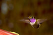 Purple-throated Woodstar male by hummingbird feeder.