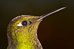Photo ofBuff-tailed Coronet (Boissonneaua flavescens). Photographer: 