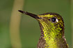 Portrait of a Buff-tailed Coronet.