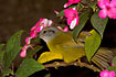Russet-crowned Warbler in a Impatiens plant.