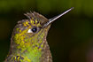 Portrait of a Buff-tailed Coronet.