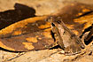A frog spacies thet is camouflaged as a dead leaf.