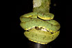 Emerald Tree Boa that rests in the evening before the nights hunt.