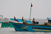 Brown Pelican on fishing boat in Puerto Lopez.