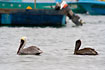 Brown Pelican. Adult to the left, the other one is a juvenile.
