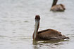 Juvenile Brown Pelican.