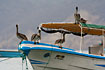 Brown Pelican on boat in puerto Lopez.
