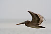 Brown Pelican in flight, juvenile.
