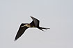 Juvenile Magnificent Frigatebird in flight.