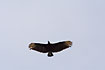 American Black Vulture in flight.