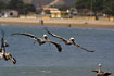 Brown pelican in flight.