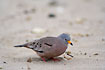 Photo ofGold-billed Ground Dove (Columbina cruziana). Photographer: 
