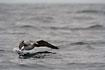 Blue-footed Booby takes off in the Pacific Ocean between Puerto Lopez and Isla de la plata.
