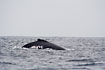 Photo ofHumpback Whale (Megaptera novaeangliae). Photographer: 