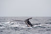 Humpback Whale in the Pacific Ocean between Puerto Lopez and Isla de la plata.
