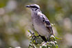 The endemic subspecies of Long-tailed Mockingbird on Isla de la Plata.