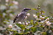 The endemic subspecies of Long-tailed Mockingbird on Isla de la Plata.
