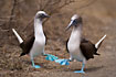 Blue-footed Booby a pair during mating display.