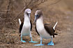 Blue-footed Booby a pair during mating display.