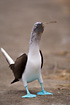 Blue-footed Booby with nest material.