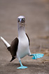 Blue-footed Booby with nest material.
