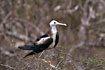 Juvenile Magnificent Frigatebird in the breeding colony on Isla de la plata.