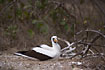 Nazca Booby female incubates its two eggs.