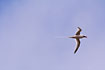 Red-billed Tropicbird in flight.