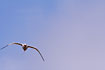 Red-billed Tropicbird in flight.