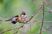 Female Vermilion Flycatcher.