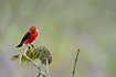 Male Vermilion Flycatcher with food for its young in the bill.