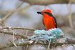 Male Vermilion Flycatcher with food in its bill, on its nest with large young.