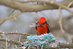 Male Vermilion Flycatcher on its nest with large young. With a lacewing as food for the young.