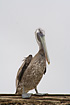 Brown pelican on rooftop in Puerto Lopez. In breeding plumage.