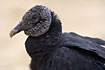 Portrait of a American Black Vulture.