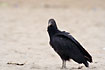 American Black Vulture on the beach in Puerto Lopez.