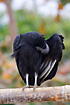 An American Black Vulture that preens its feathers.