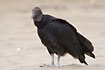 American Black Vulture on the beach in Puerto Lopez.