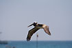 Brown Pelican in flight. In breeding plumage.