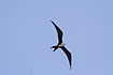 Magnificent Frigatebird in flight. Juvenile.