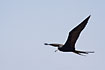 Magnificent Frigatebird in flight. Male.
