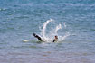 Splash! A Brown pelican dives for fish.