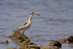 The western subspecies of Willet. A juvenile.