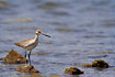 The western subspecies of Willet. A juvenile.