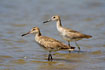 The western subspecies of Willet. Juveniles.