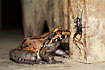 Photo of (Leptodactylus sp.). Photographer: 