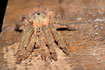 A tarantula on the dining table in the Bilsa field station.