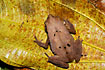 A frog camouflaged as a dead leaf.