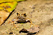 A frog in Bilsa.